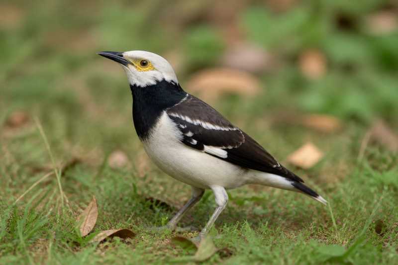 Image of a Black-collared Starling in its natural habitat
