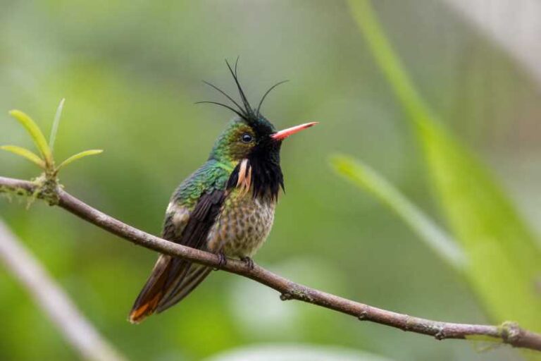 Image of a Black-crested Coquette in its natural habitat