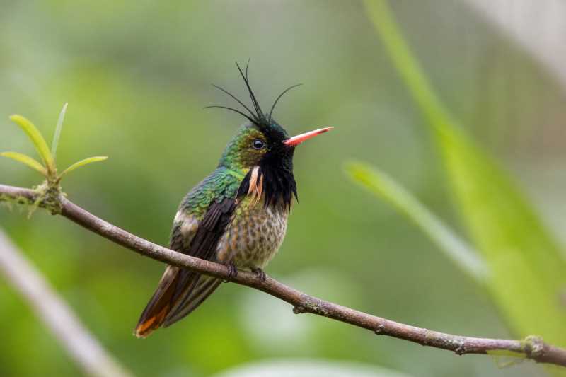 Image of a Black-crested Coquette in its natural habitat