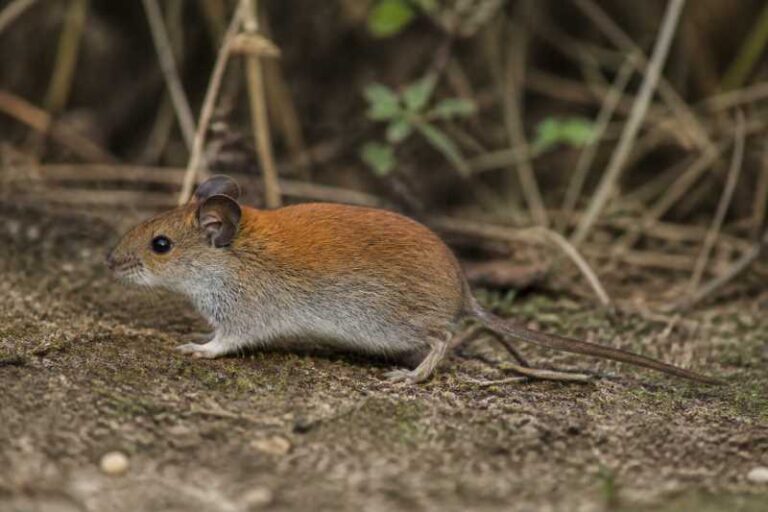 Image of a Black-eared Red-backed Vole in its natural habitat