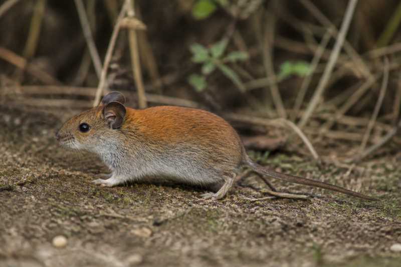 Image of a Black-eared Red-backed Vole in its natural habitat