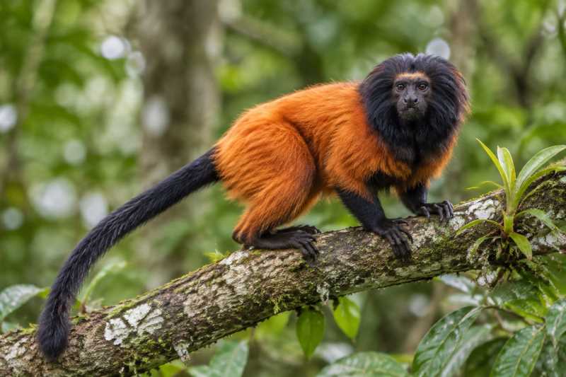 Image of a Black-faced Lion Tamarin in its natural habitat
