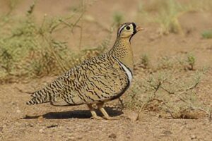 Image of a Black-faced Sandgrouse in its natural habitat