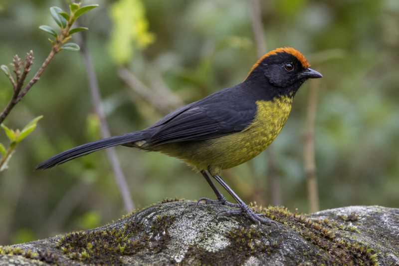 Image of a Black-fronted Brushfinch in its natural habitat