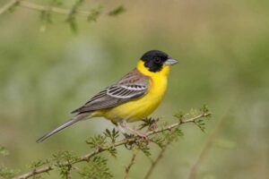 Image of a Black-headed Bunting in its natural habitat
