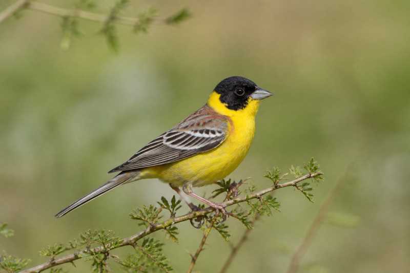 Image of a Black-headed Bunting in its natural habitat