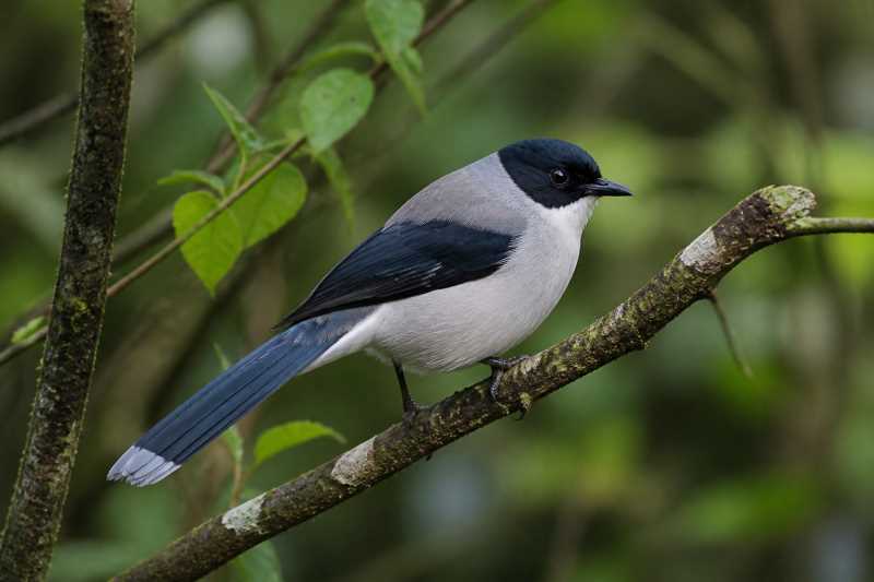 Image of a Black-headed Sibia in its natural habitat