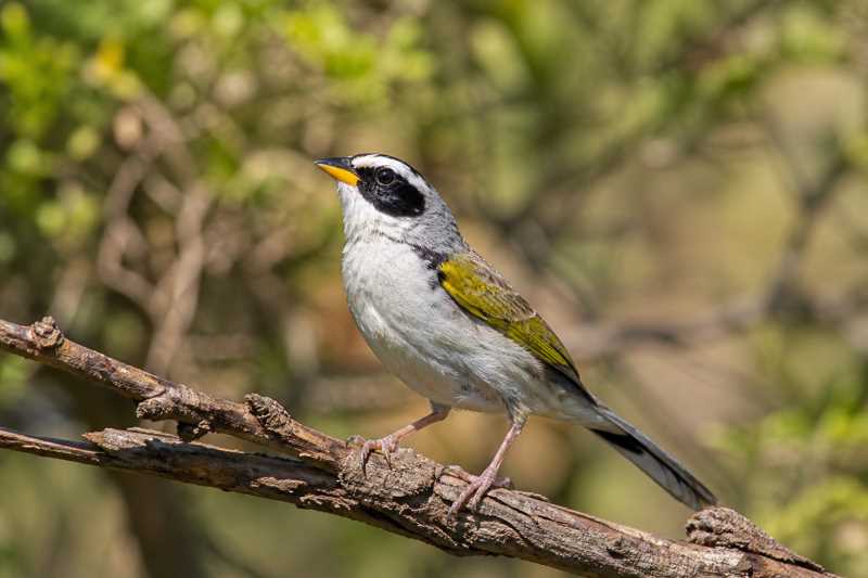 Image of a Black-masked Finch in its natural habitat