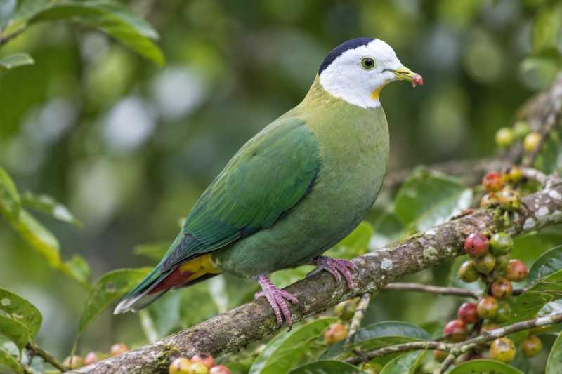 Image of a Black-naped Fruit Dove in its natural habitat