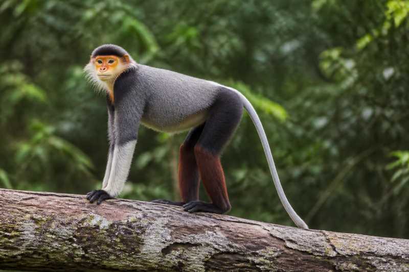 Image of a Black-shanked Douc in its natural habitat