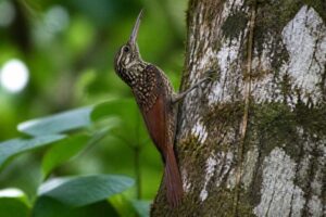 Image of a Black-striped Woodcreeper in its natural habitat