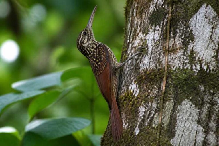 Image of a Black-striped Woodcreeper in its natural habitat