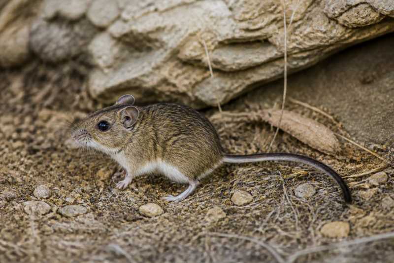 Image of a Black-tailed Deermouse in its natural habitat