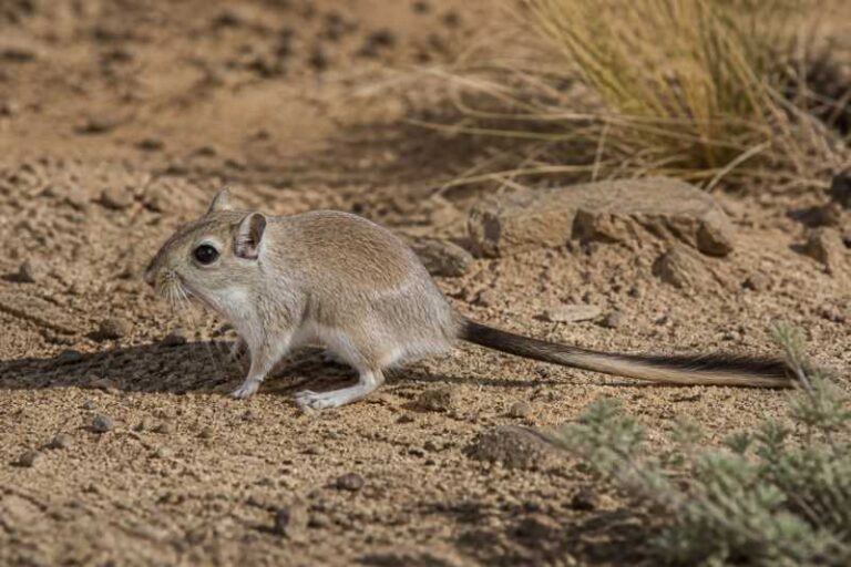 Image of a Black-tailed Gerbil in its natural habitat