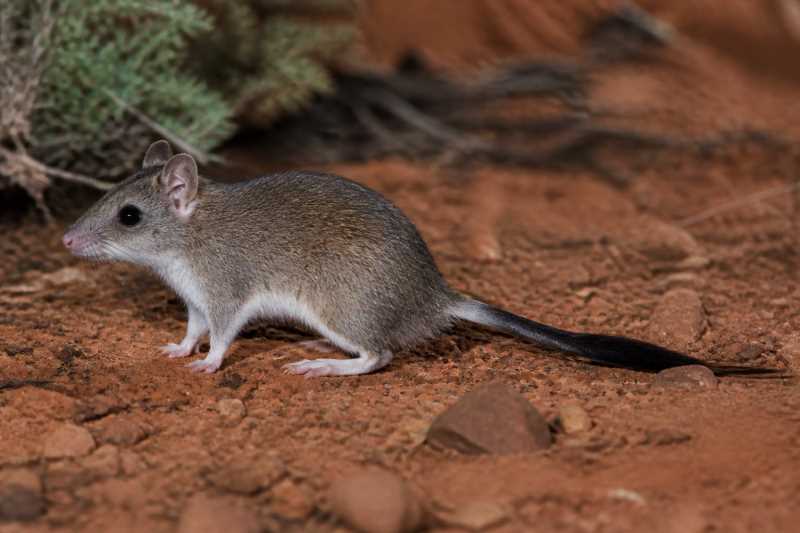 Image of a Black-tailed Thallomys in its natural habitat