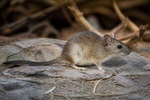 Image of a Black-tailed Woodrat in its natural habitat