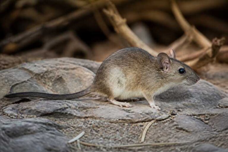 Image of a Black-tailed Woodrat in its natural habitat