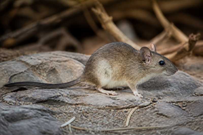 Image of a Black-tailed Woodrat in its natural habitat