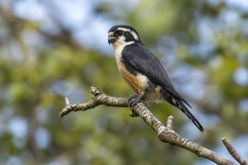 Image of a Black-thighed Falconet in its natural habitat