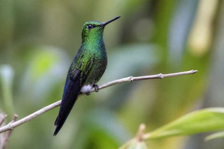 Image of a Black-thighed Puffleg in its natural habitat