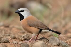 Image of a Black-throated Finch in its natural habitat