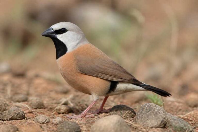 Image of a Black-throated Finch in its natural habitat