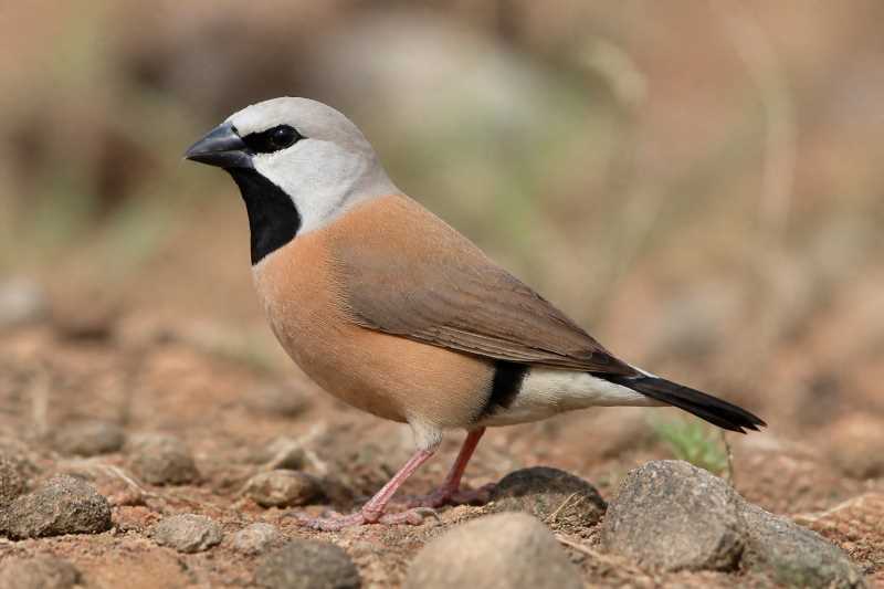 Image of a Black-throated Finch in its natural habitat