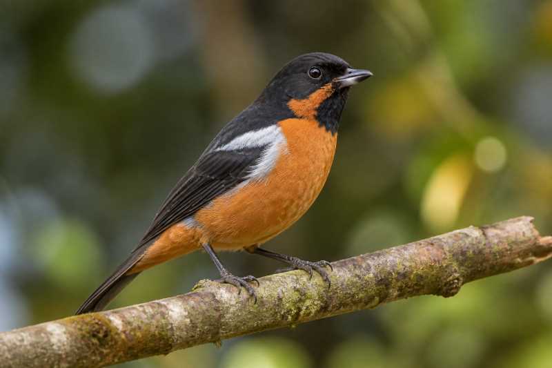 Image of a Black-throated Flowerpiercer in its natural habitat