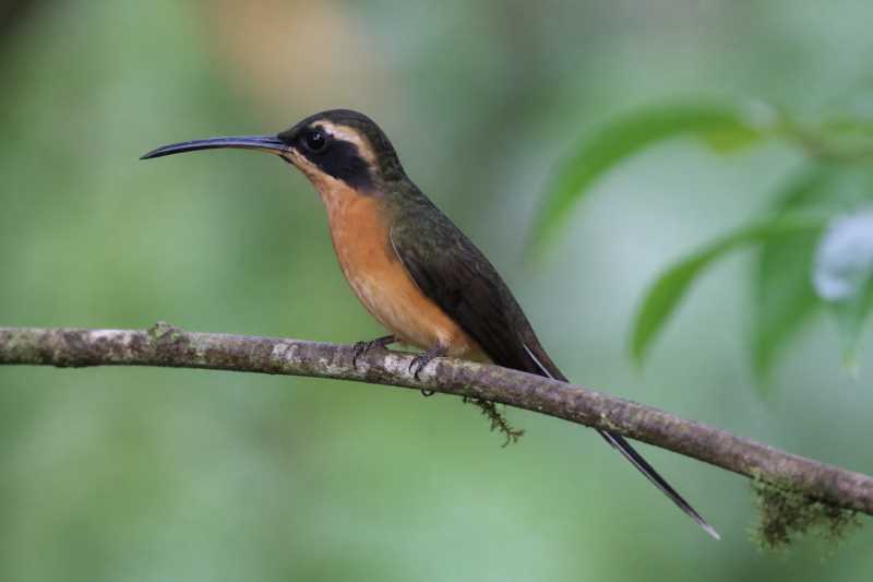 Image of a Black-throated Hermit in its natural habitat