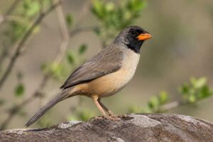 Image of a Black-throated Saltator in its natural habitat