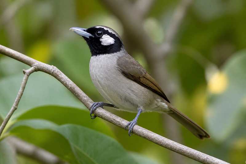Image of a Black-throated Shrikebill in its natural habitat