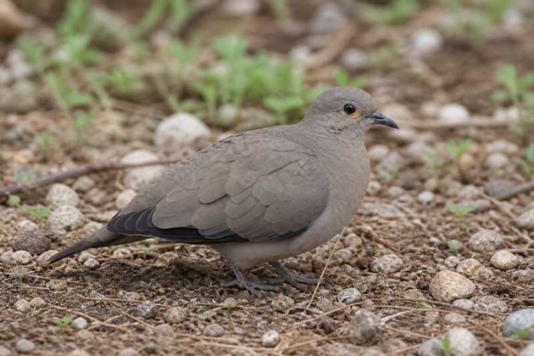 Image of a Black-winged Ground Dove in its natural habitat