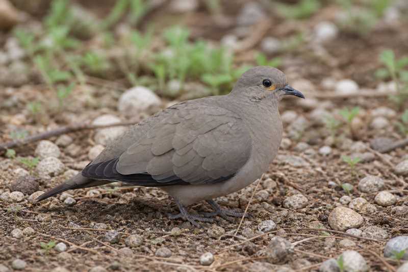Image of a Black-winged Ground Dove in its natural habitat
