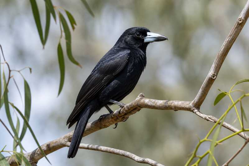 Image of a Black Butcherbird in its natural habitat