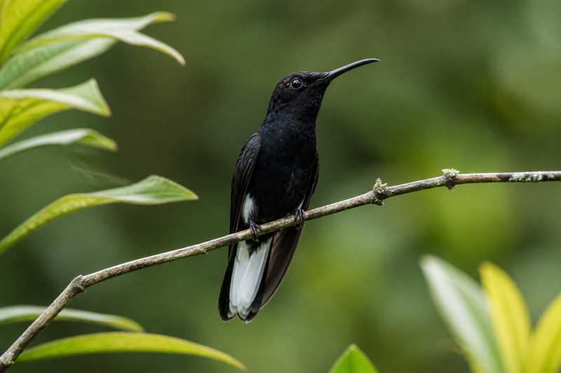 Image of a Black Jacobin in its natural habitat