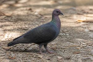 Image of a Black Wood Pigeon in its natural habitat