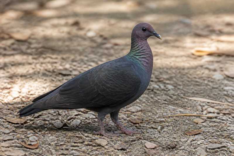 Image of a Black Wood Pigeon in its natural habitat