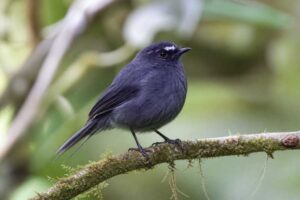Image of a Blackish Chat-Tyrant in its natural habitat