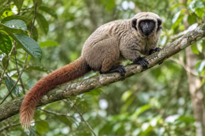 Image of a Blond Titi in its natural habitat