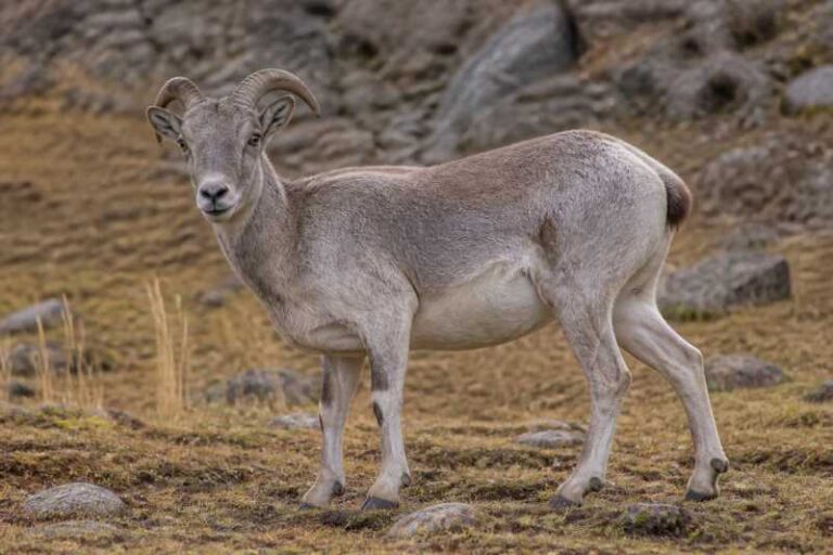 Image of a Blue Sheep in its natural habitat