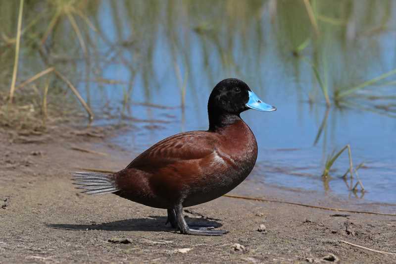 Image of a Blue-billed Duck in its natural habitat