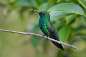 Image of a Blue-chinned Sapphire in its natural habitat