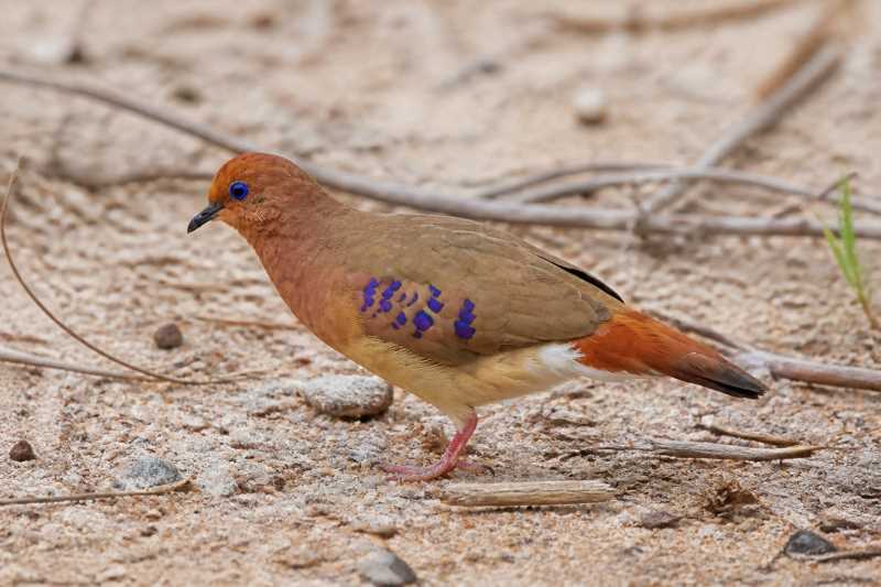 Image of a Blue-eyed Ground Dove in its natural habitat