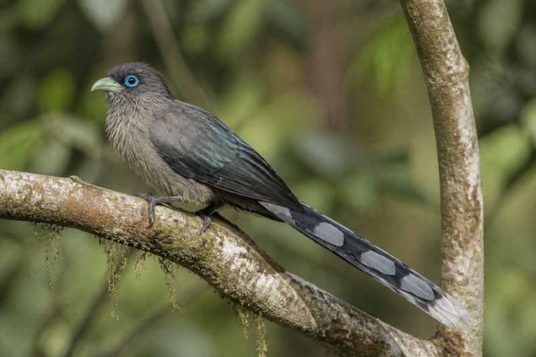 Image of a Blue-faced Malkoha in its natural habitat