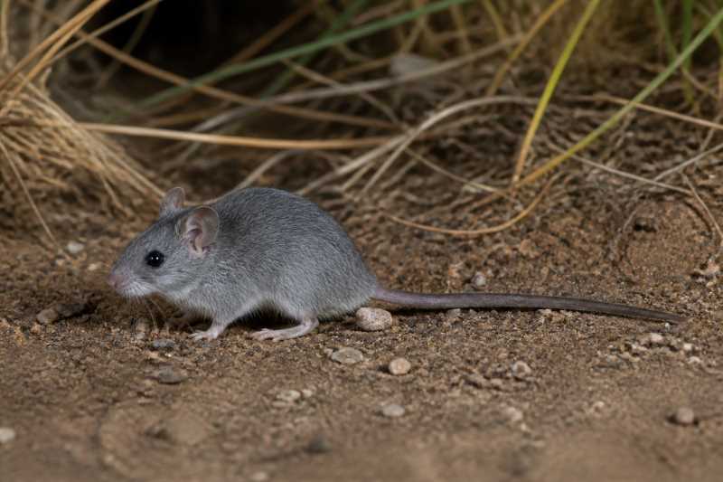 Image of a Blue-grey Mouse in its natural habitat