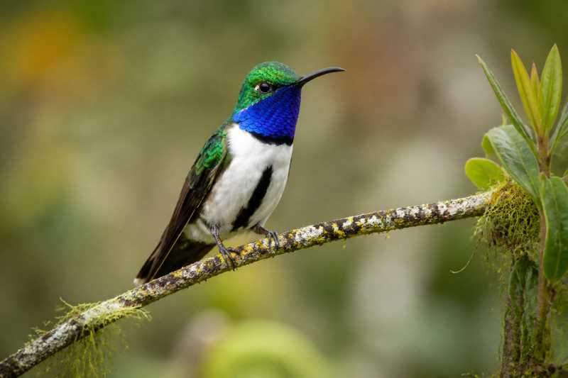 Image of a Blue-throated Hillstar in its natural habitat