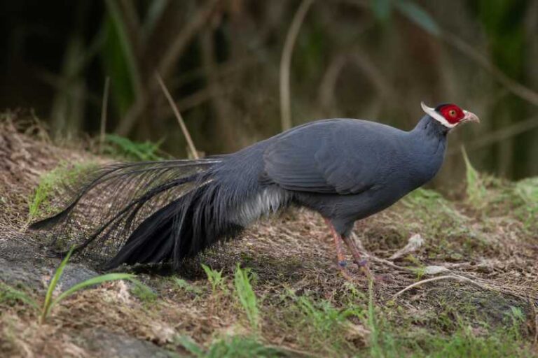 Image of a Blue Eared Pheasant in its natural habitat