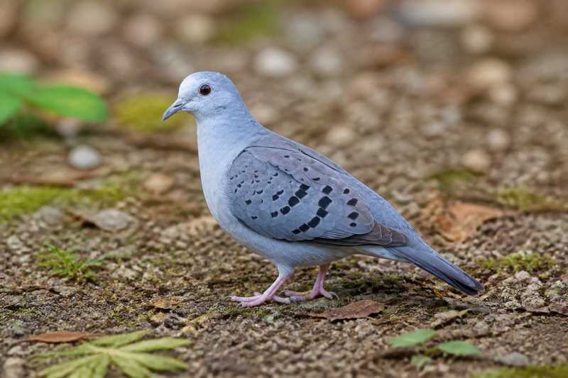 Image of a Blue Ground Dove in its natural habitat