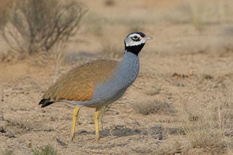 Image of a Blue Korhaan in its natural habitat