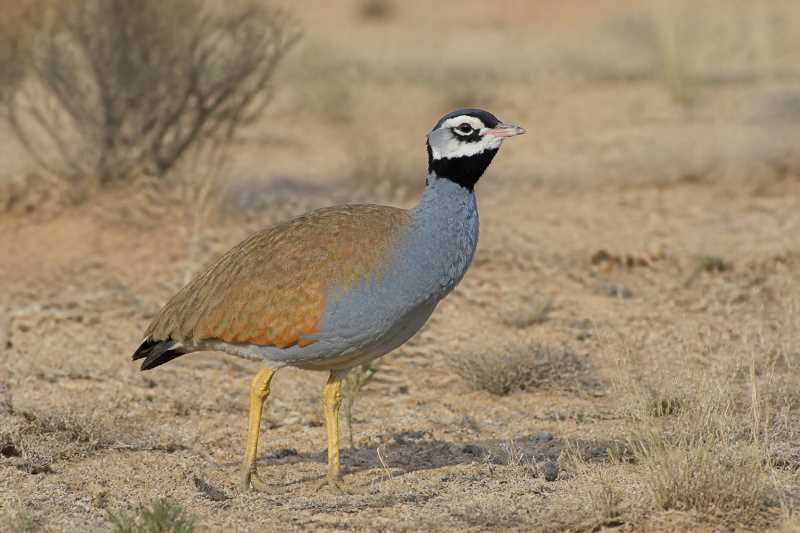 Image of a Blue Korhaan in its natural habitat